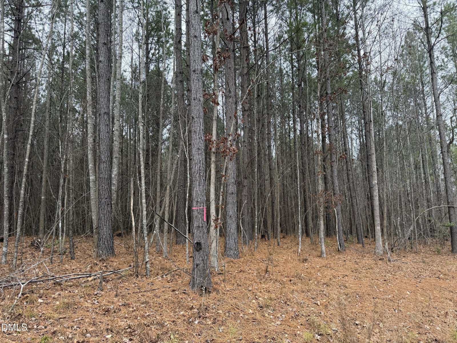 A forest of tall, thin trees with sparse branches and brown pine needles covering the ground near 1652 Garrett Farm Road, Stem; a pink ribbon is tied around one tree in the center. The sky appears overcast.