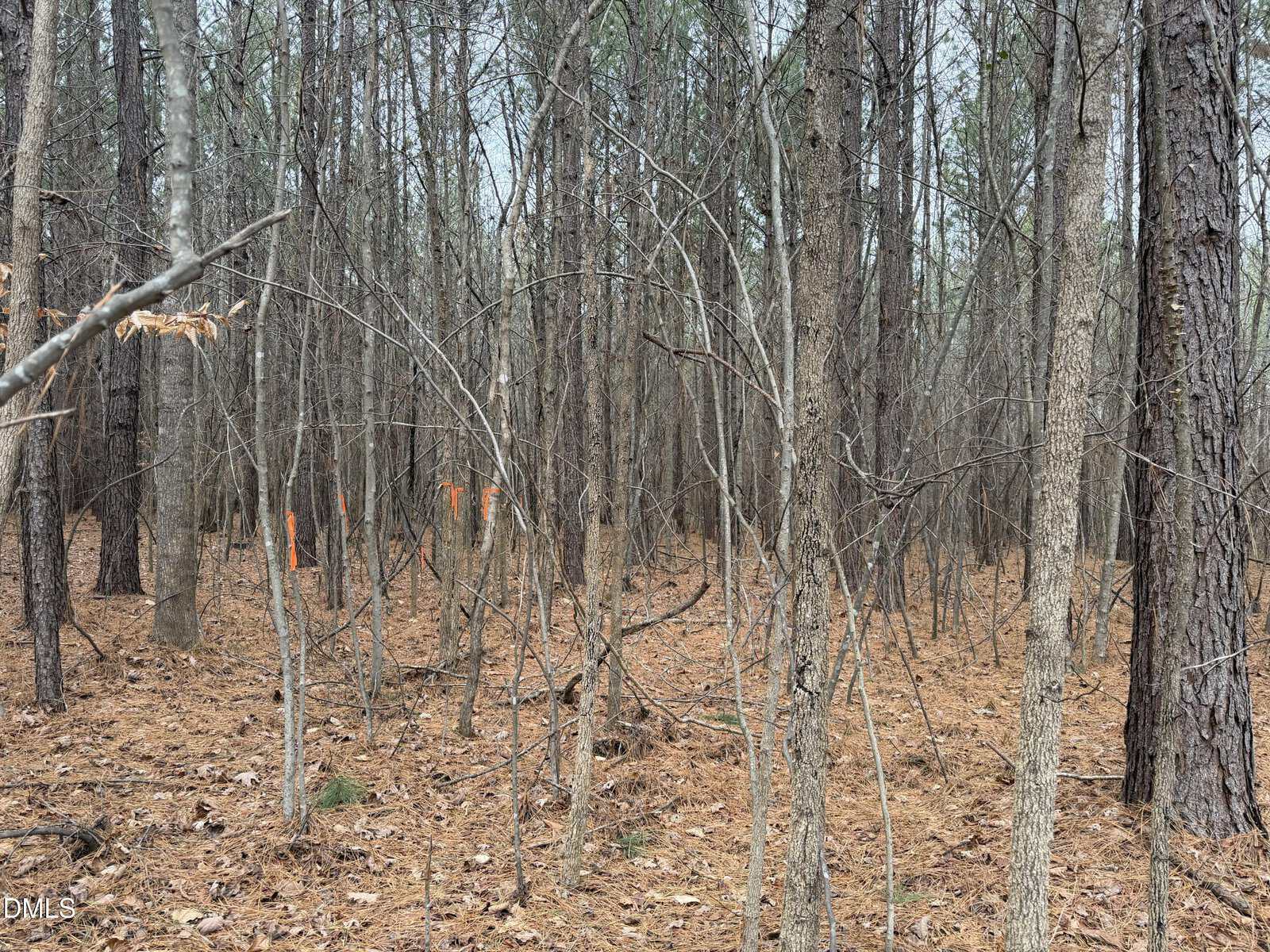Dense forest with tall, thin trees, dry brown pine needles covering the ground, and several orange markers on tree trunks in the background. The sky is partly visible through the branches.