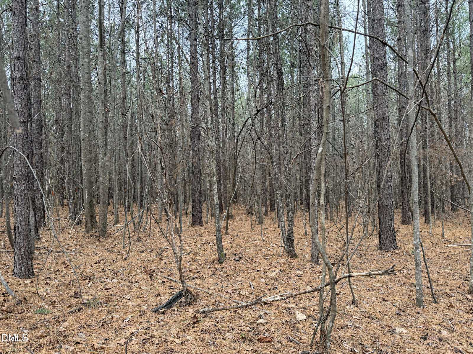 A forest with tall, thin trees and pine needles covering the ground. Sparse undergrowth is visible, and bare branches extend across the scene under an overcast sky.