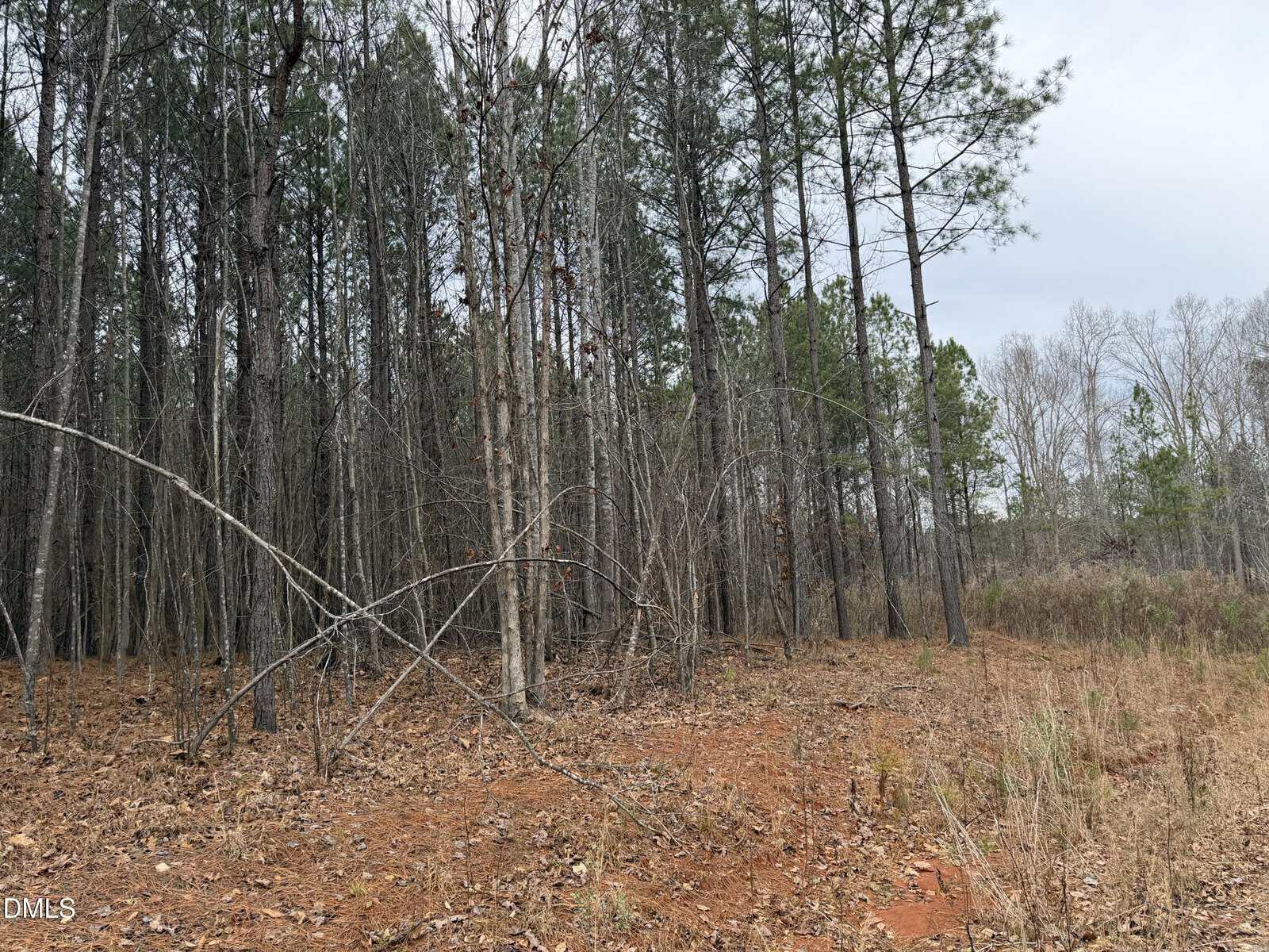 A forested area with tall, thin trees and a ground covered in reddish-brown soil and dry leaves. Sparse grass and undergrowth are visible near the right edge under an overcast sky.