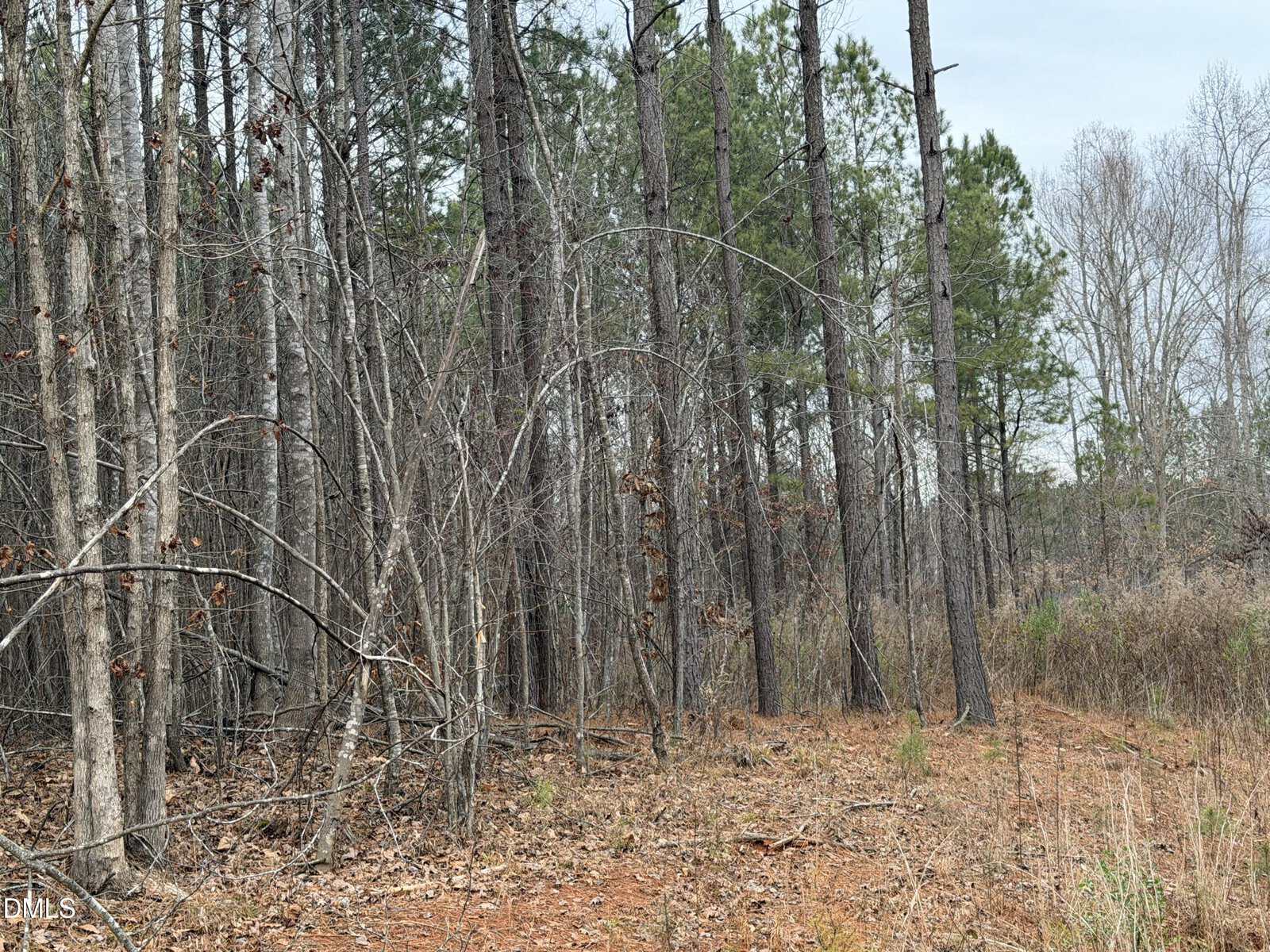 A section of forest with tall, thin trees, some with sparse branches and brown leaves. The ground is covered with dry leaves and pine needles, and the sky is overcast. Sparse green plants are scattered in the background.