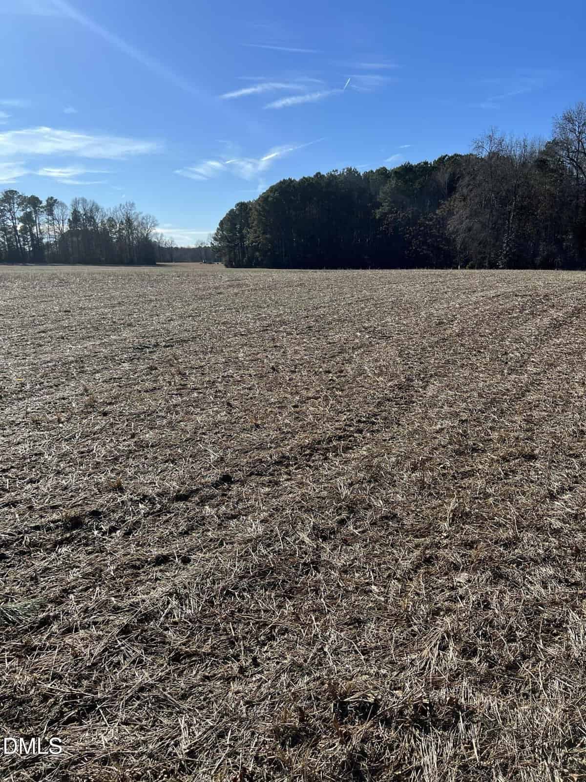 A wide, open field covered in dry grass under a clear blue sky, bordered by a line of dense, leafless trees in the distance. Shadows from the trees stretch onto the field.