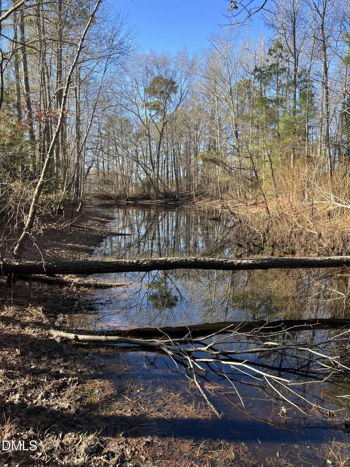 A calm woodland pond with leafless trees reflected in the water, two fallen logs crossing the pond, and dry leaves and grass along the banks under a clear blue sky.