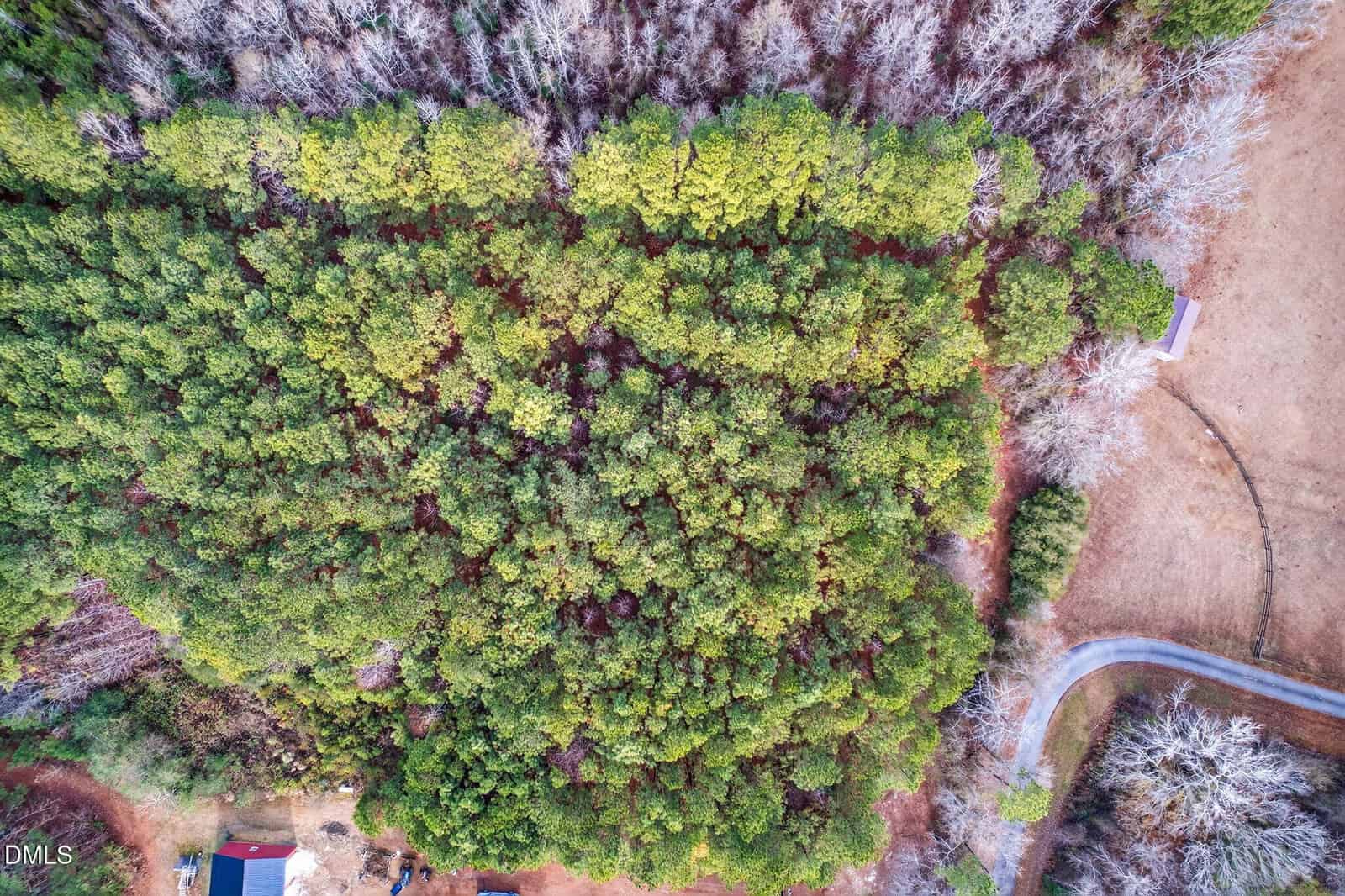 Aerial view of a dense, green forest near Zebulon, bordered by leafless trees, a curved road, and open grassy areas with a few buildings visible in the Lot C Kendall Lane area at the bottom left corner.