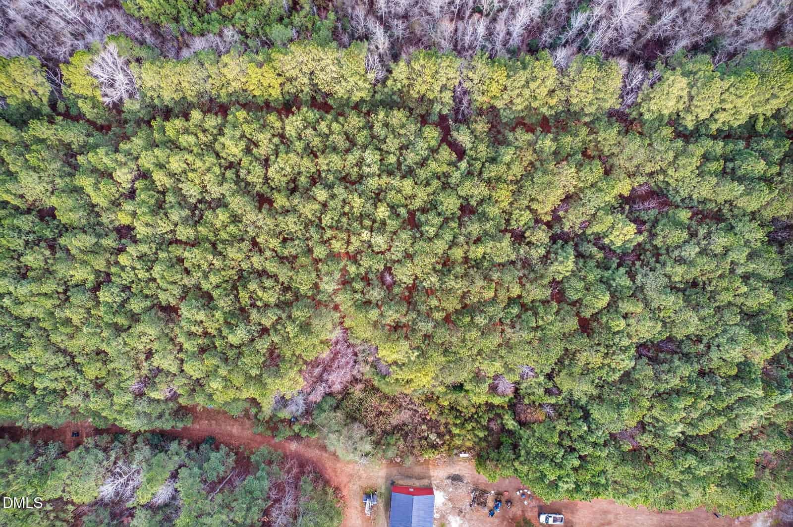 Aerial view of a dense green forest with some brown, bare trees. At the bottom of the image, there is a red-roofed building, vehicles, and a dirt path bordering the forest.