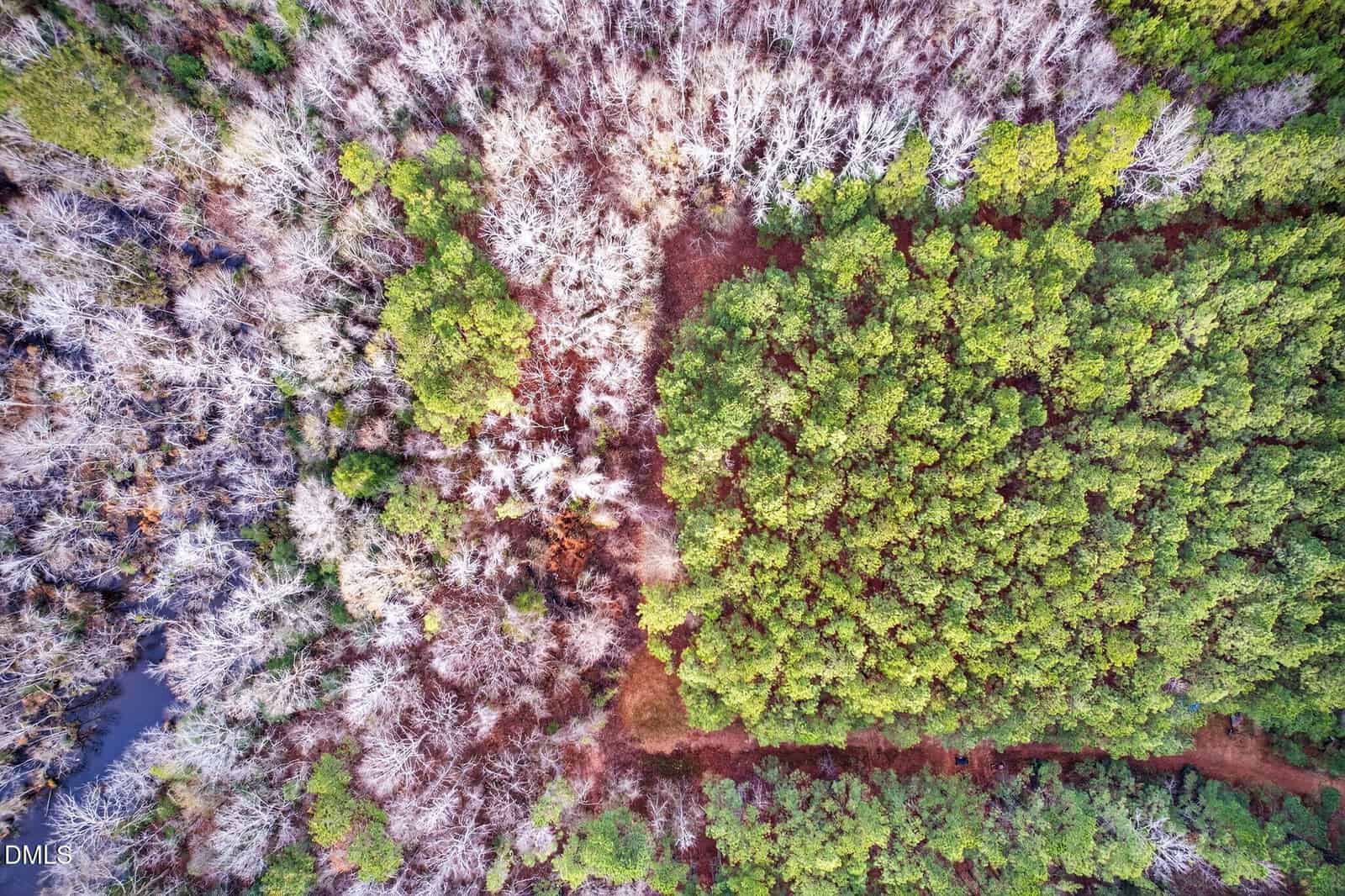 Aerial view of a forest showing a stark contrast between lush green trees on the right and leafless, bare trees on the left, with a dirt path running between the two sections.
