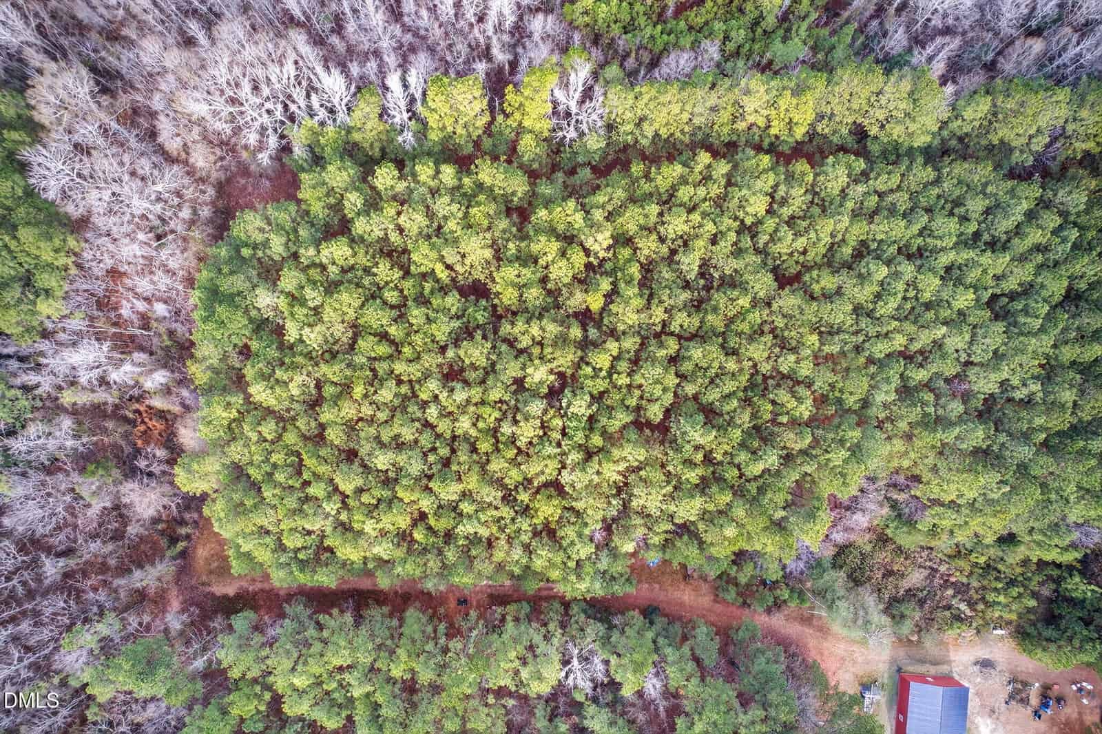 Aerial view of a dense green forest surrounded by leafless trees. A dirt road runs through the lower part of the forest, with a building and vehicles visible in the bottom right corner.