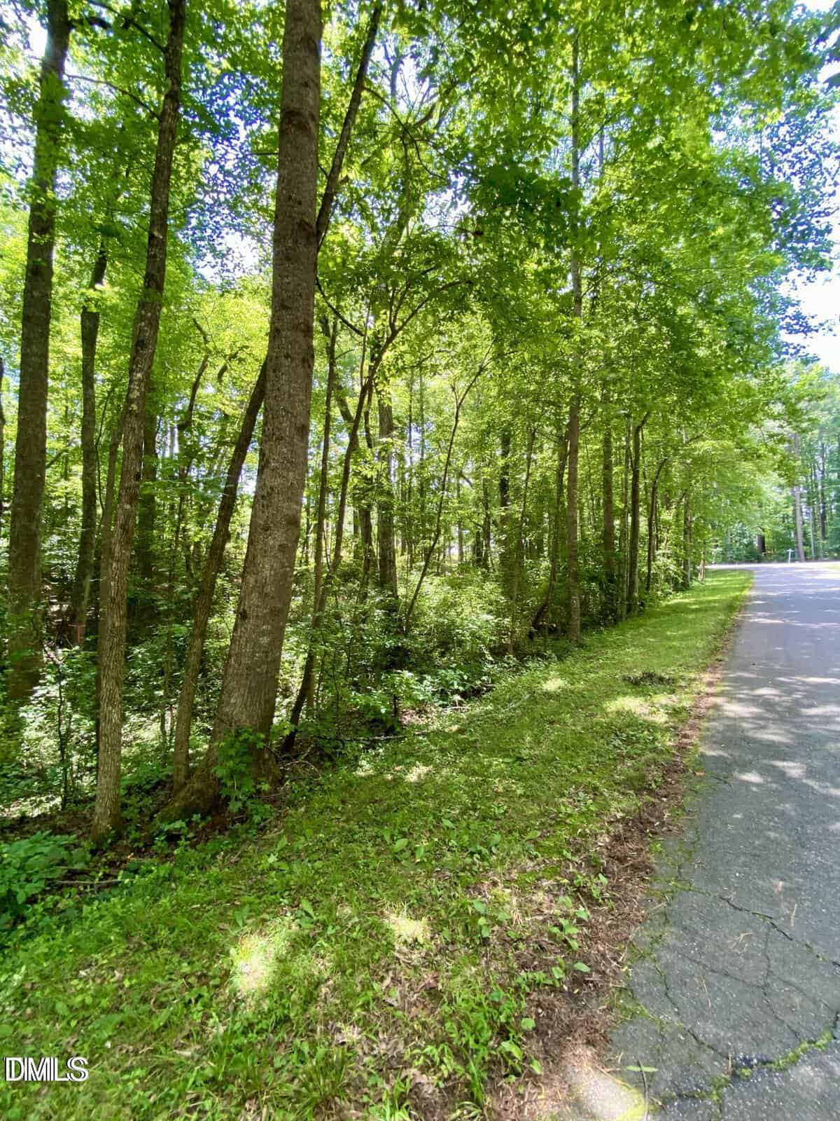 A paved road runs alongside a grassy, wooded area filled with tall trees and dense green foliage in bright daylight. The sky is mostly obscured by the leafy canopy.