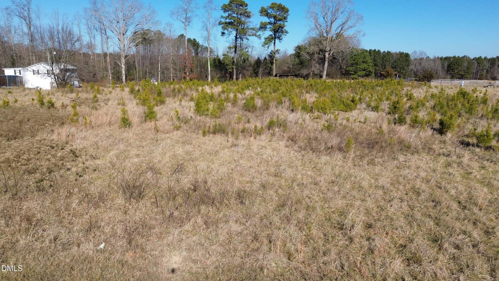 Open field with patches of dry grass and clusters of small pine trees, bordered by taller trees in the background; a white house is partially visible on the left side under a clear blue sky.