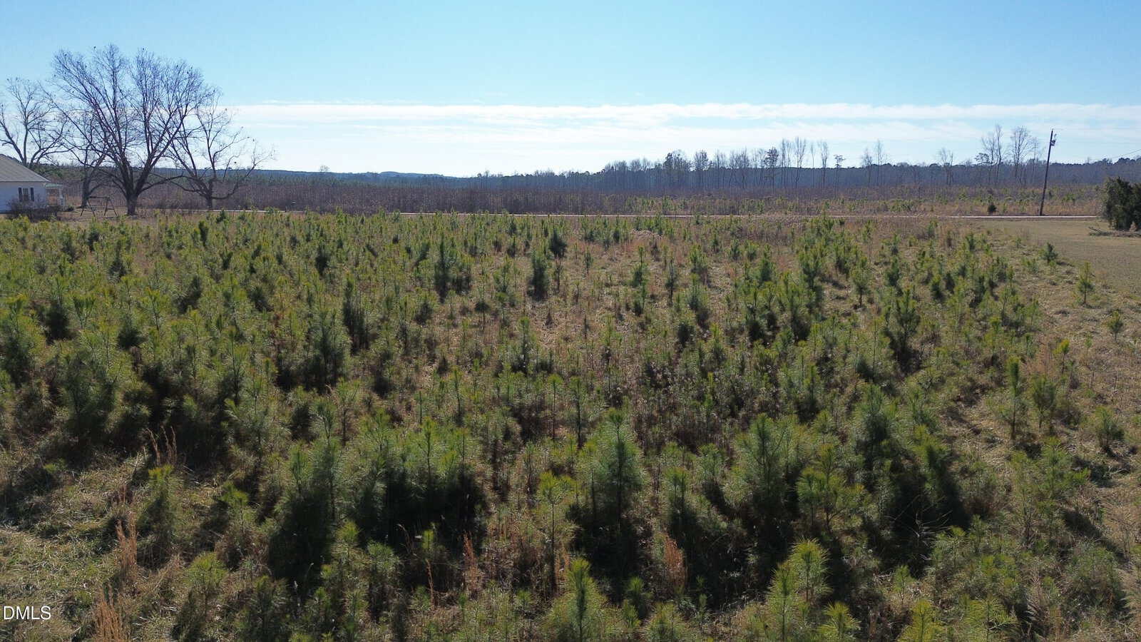 A field with young pine trees scattered across grassy, slightly uneven terrain under a clear blue sky. Sparse leafless trees and a small white building are visible in the distant background.