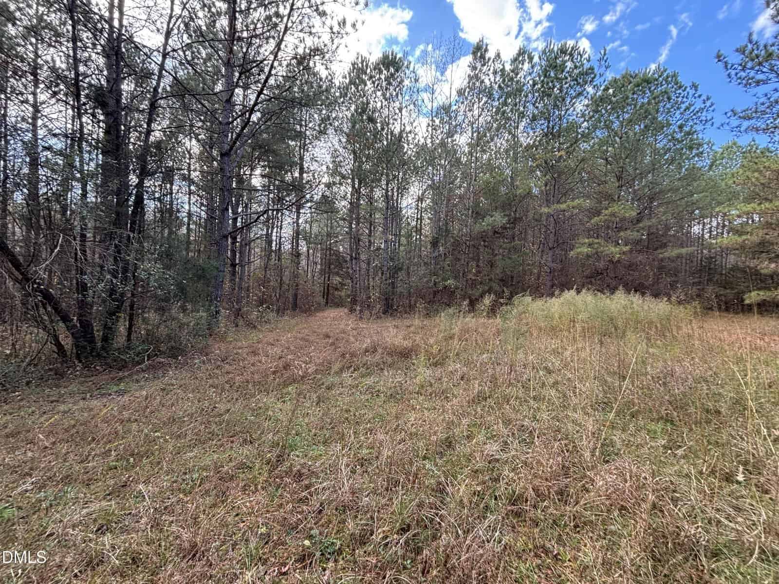 A grassy clearing leads into a forest with tall, thin pine trees under a partly cloudy blue sky. The ground is covered in brown and green grass, and the forest appears dense in the background.
