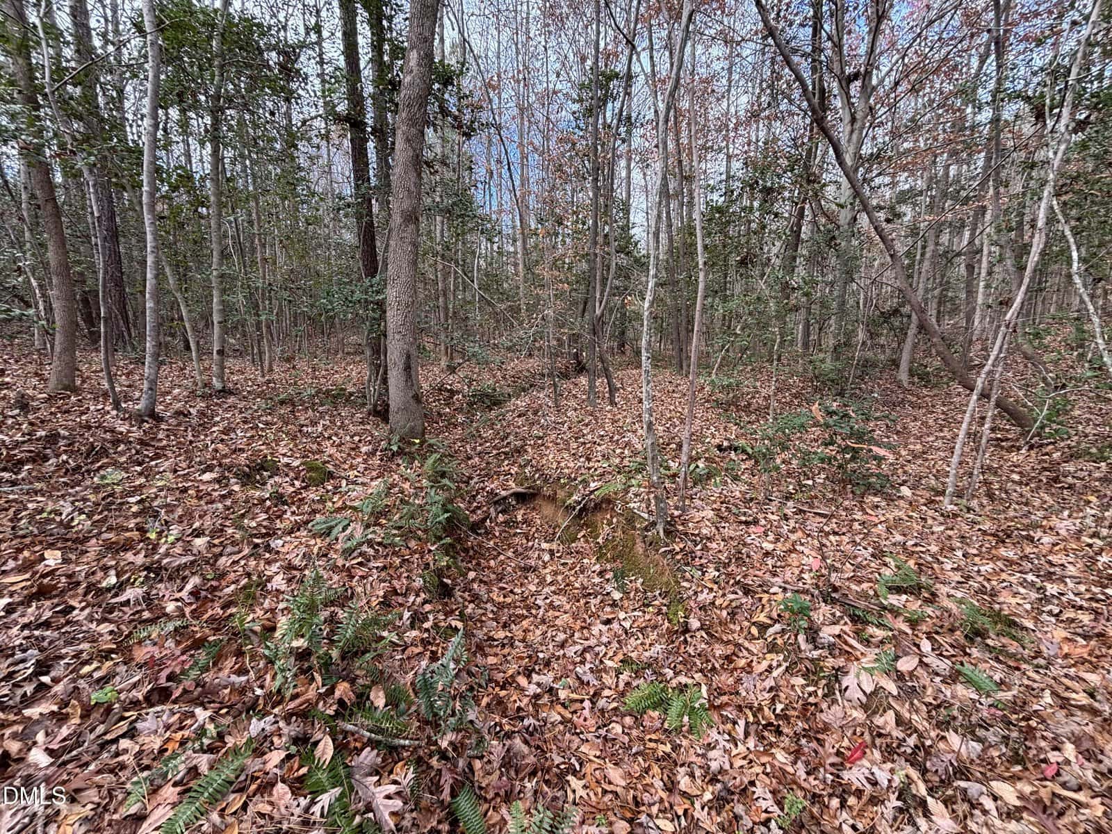 A forested area with tall trees, sparse undergrowth, and a forest floor covered in fallen brown leaves. There is a small ditch or depression in the center of the image. The sky is partially visible through the trees.