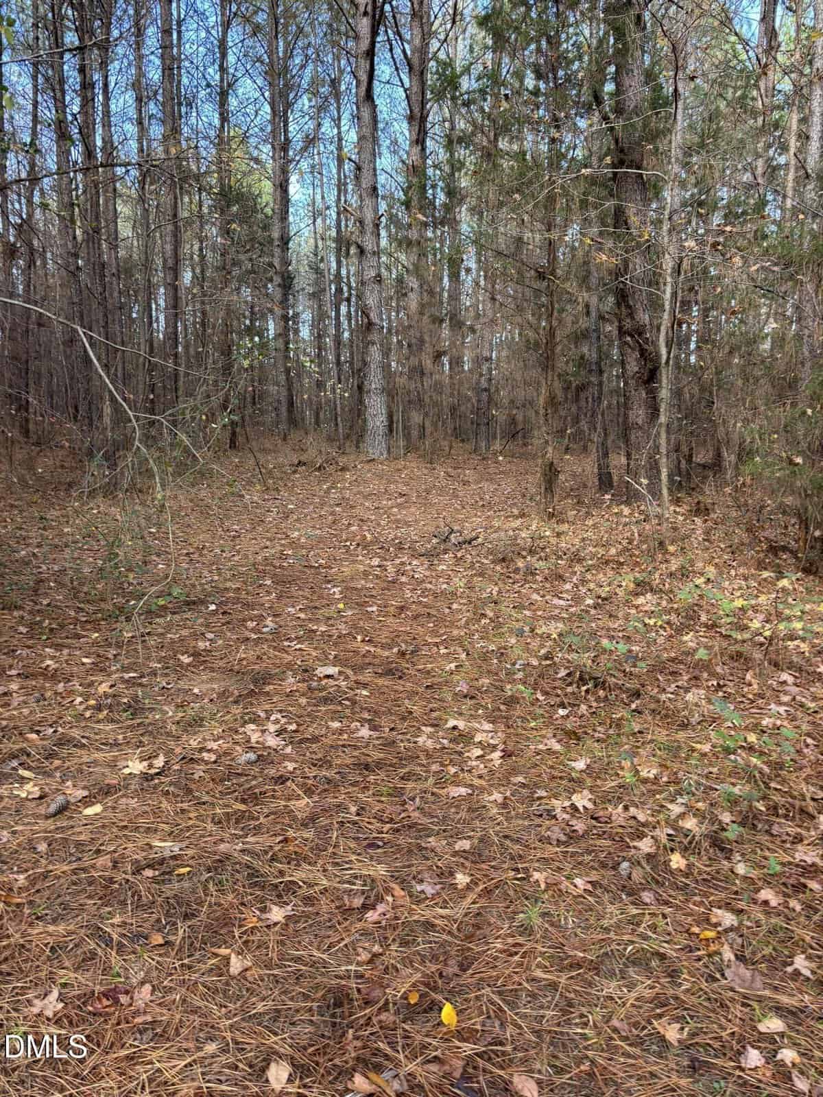 A forest scene with tall, leafless trees and a ground covered in pine needles and fallen leaves, extending into the distance under a partly cloudy sky.