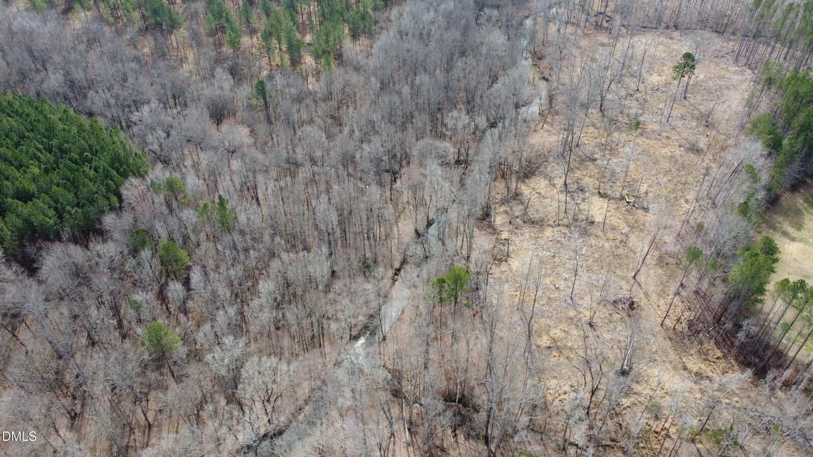 Aerial view of a forest with a mix of dense green pine trees and leafless trees, divided by a narrow stream and an open, cleared area on the right side.