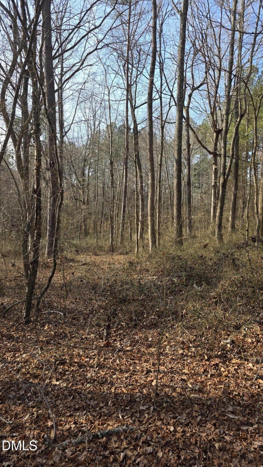 A forest scene with tall, leafless trees and sunlight filtering through. The ground is covered with brown fallen leaves, and the sky is clear and blue. Some green shrubs and pine trees are visible in the background.