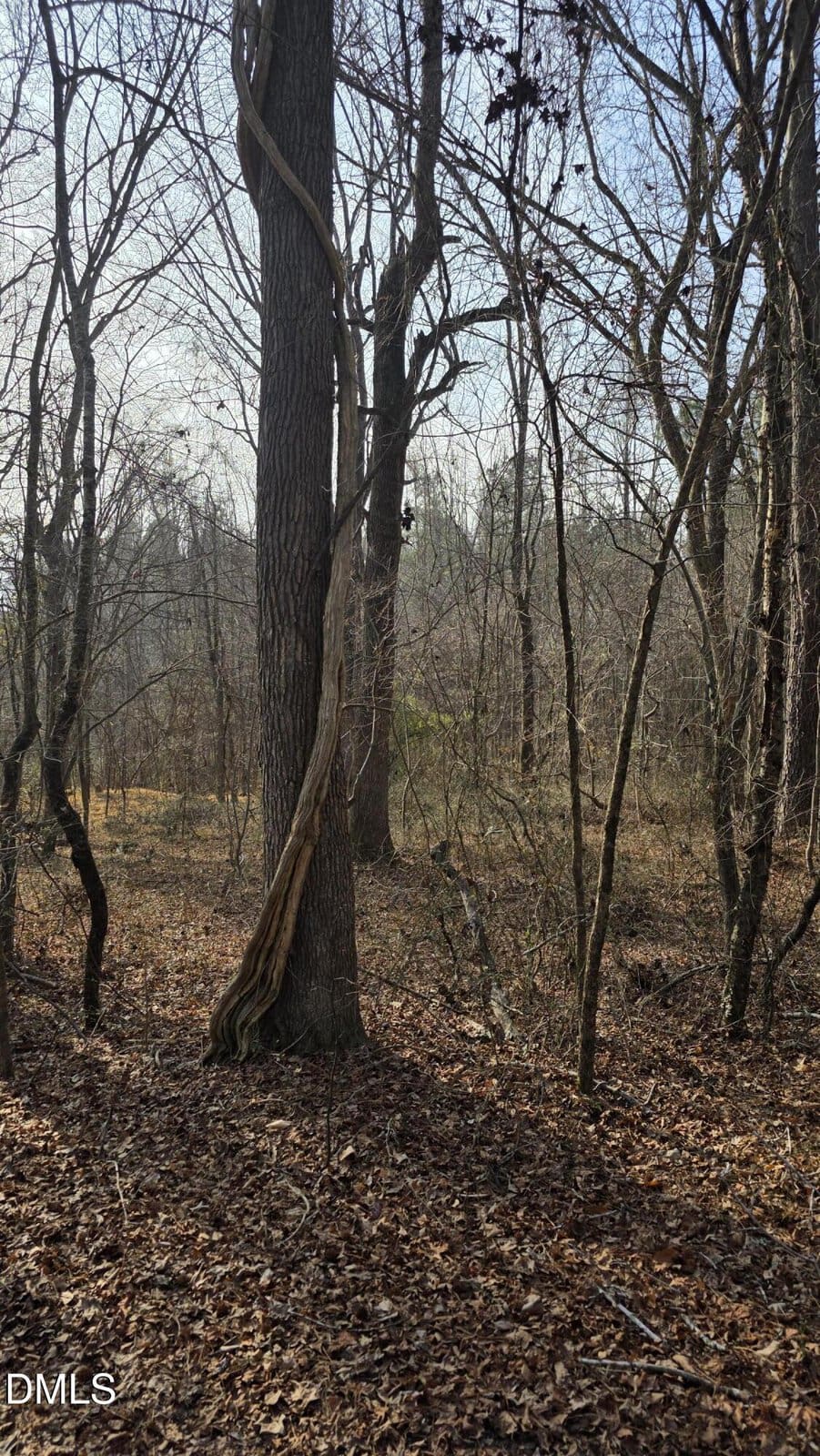 A wooded area with bare trees, dry leaves covering the ground, and a thick vine spiraling up a large central tree. Sunlight filters through the branches on a clear day.