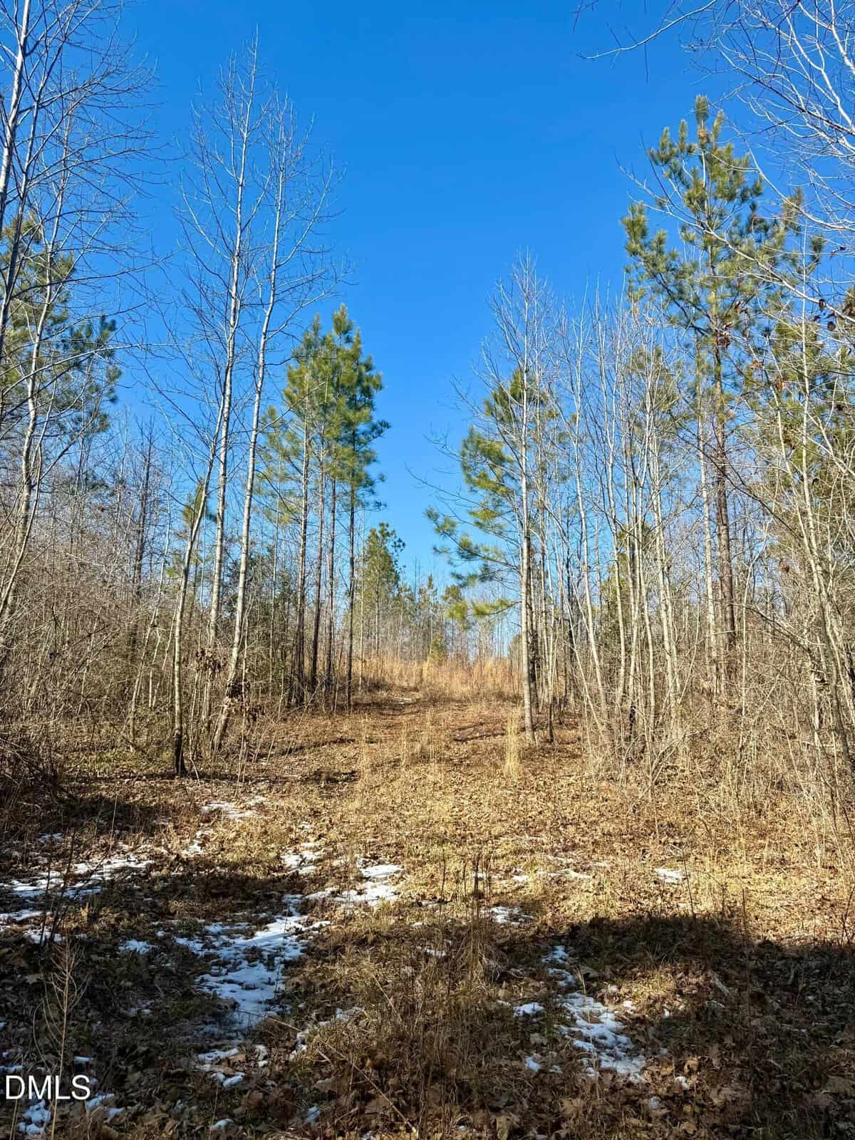 A dirt path runs through a leaf-covered forest with sparse snow patches. Bare trees and some evergreen pines line the path under a clear blue sky.