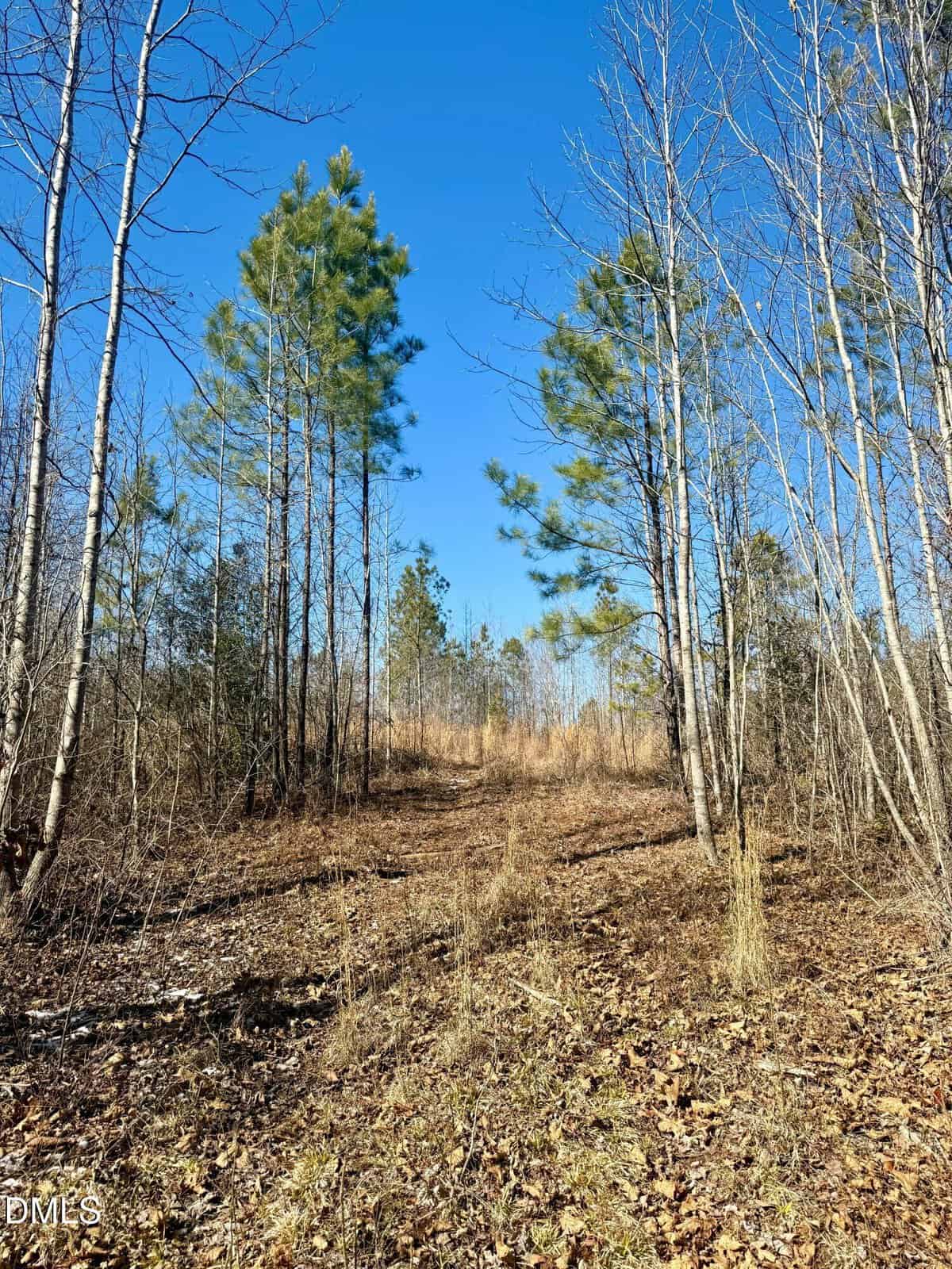 A dirt path winds through a wooded area with tall pine trees and dry grass under a clear blue sky. Fallen leaves cover the ground, and the trees are mostly bare, hinting at late autumn or early winter.