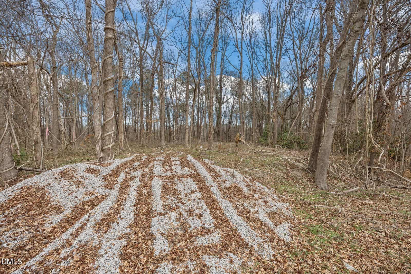 A forest clearing with tall leafless trees, a blue sky above, and a ground covered in brown leaves and patches of gravel. Vines are wrapped around some tree trunks.