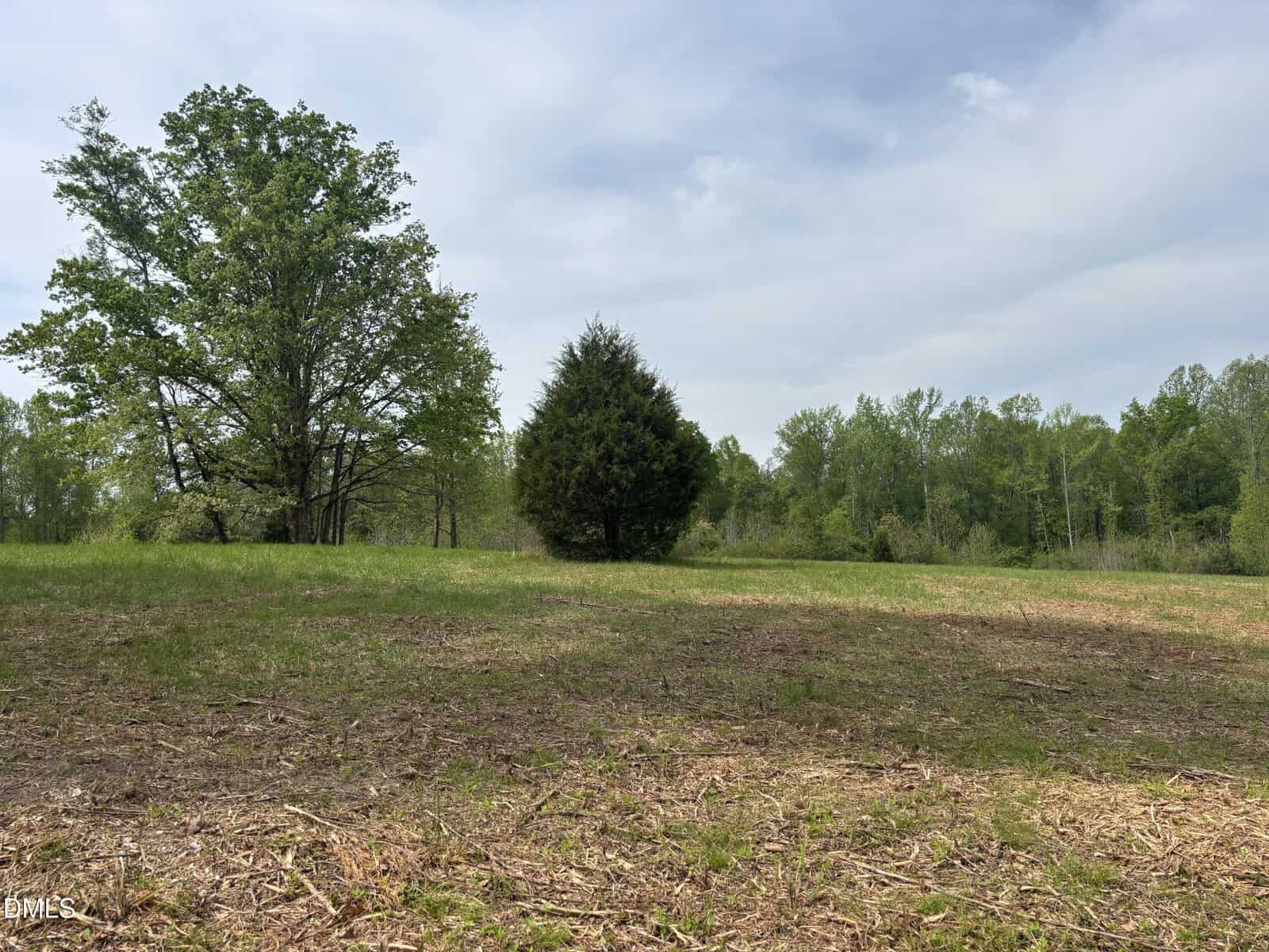 A grassy clearing with scattered trees under a partly cloudy sky. One evergreen tree stands in the center, surrounded by taller deciduous trees, with a forested area in the background.