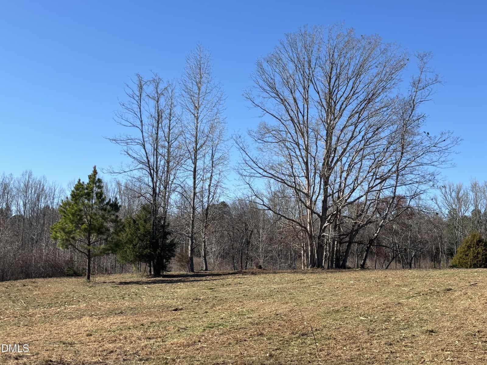 A grassy field under a clear blue sky with several leafless trees and a few small evergreen trees scattered across the landscape. Dense woods are visible in the background.