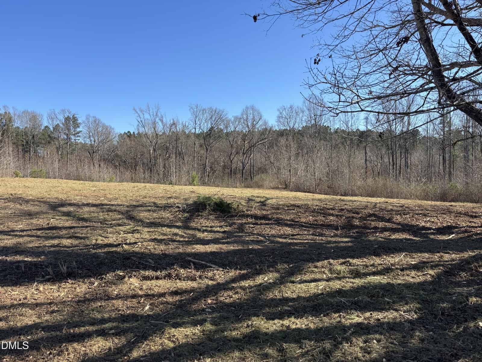 A sunlit, grassy field with scattered low bushes is bordered by leafless trees under a clear blue sky. Tree shadows stretch across the ground, and a wooded area is visible in the background.