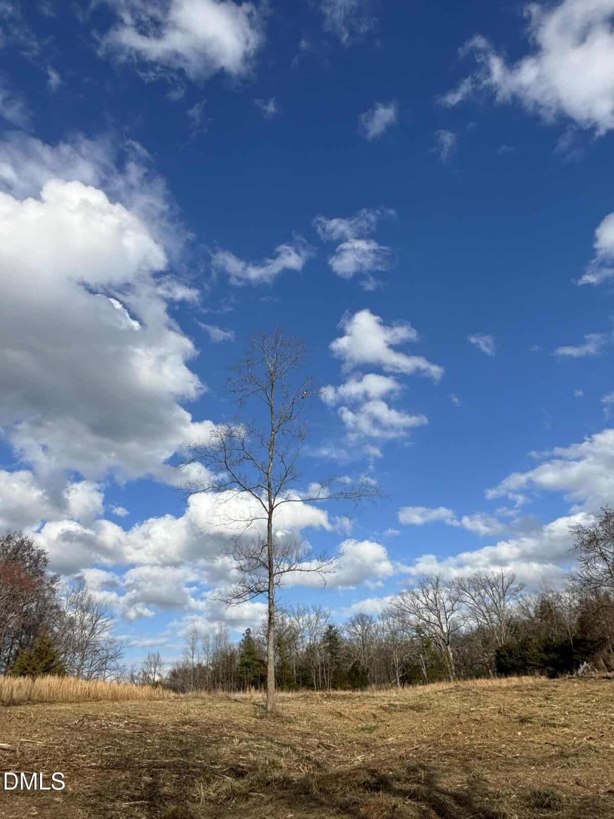 A leafless tree stands alone in a grassy field under a bright blue sky filled with scattered white clouds. Other bare trees and patches of grass surround the area, suggesting a late autumn or early spring scene.