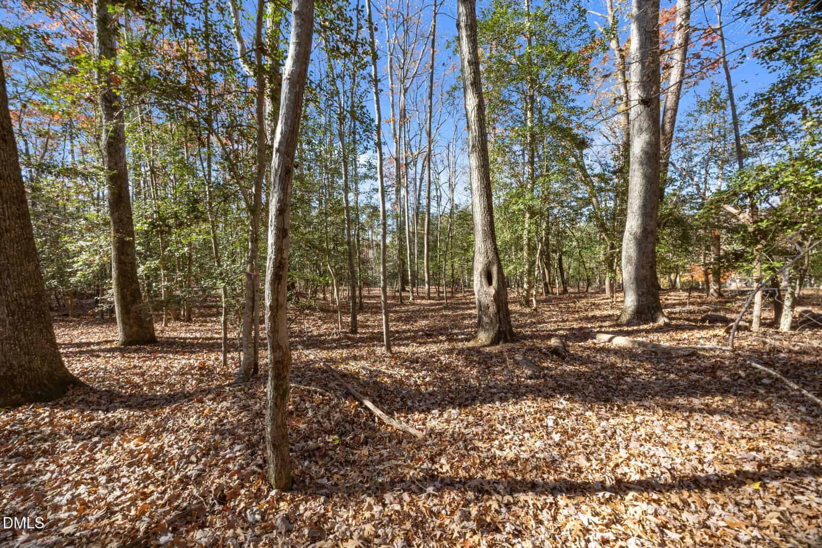 A forest scene with tall trees and a ground covered in fallen leaves, under a clear blue sky. Sunlight filters through the trees, casting shadows on the leaf-strewn forest floor.