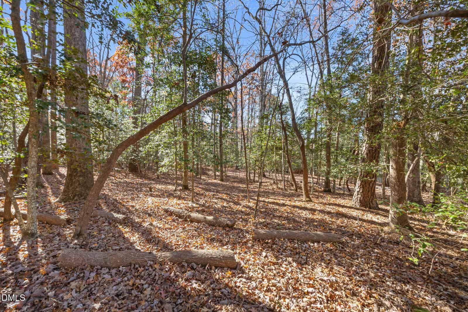 A forest scene with tall trees, scattered branches, and a ground covered in fallen leaves. Sunlight filters through the trees, casting shadows and creating a peaceful autumn atmosphere.