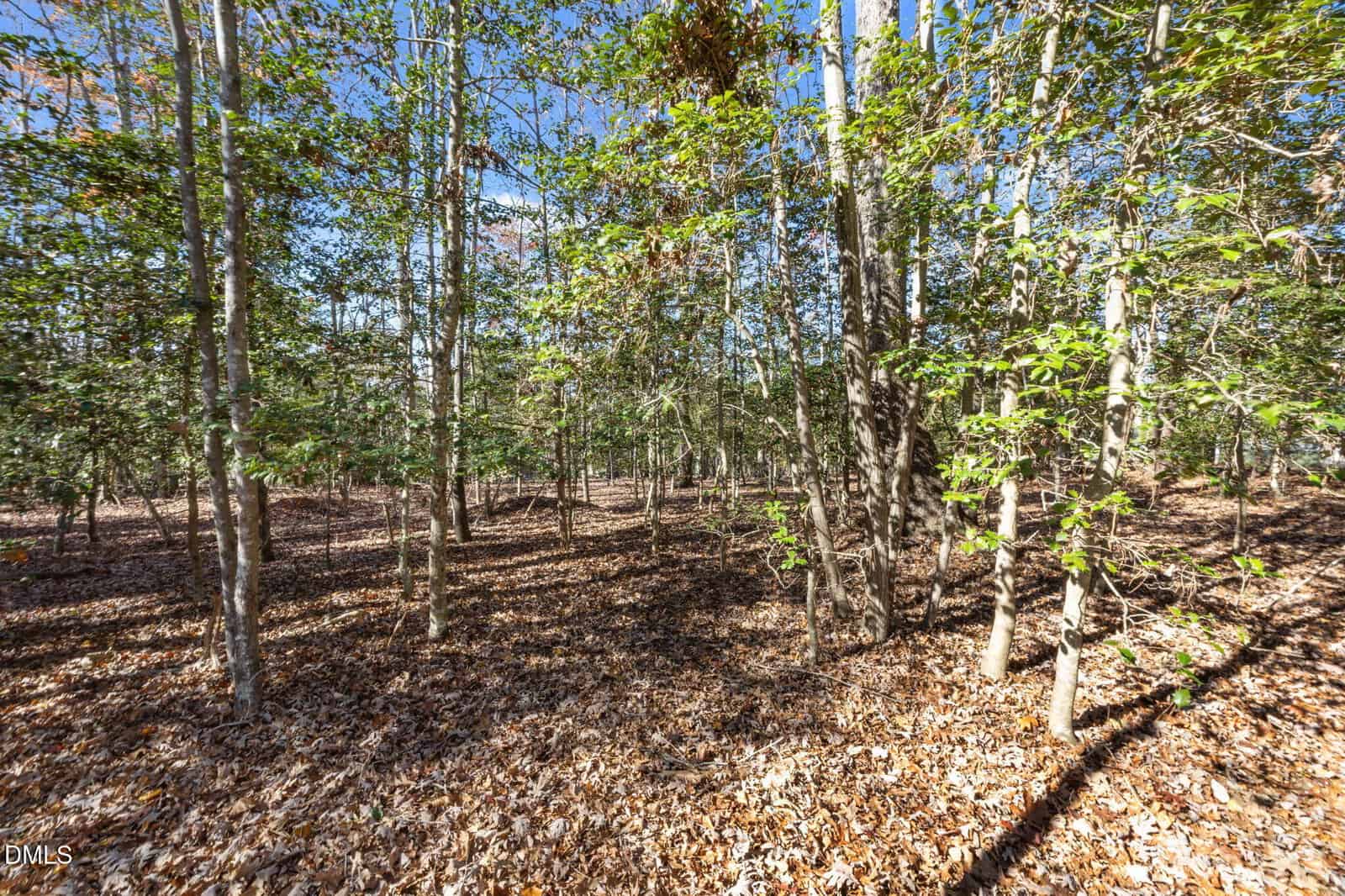 A sunlit forest with thin trees and leafy ground cover; scattered leaves cover the forest floor under a clear blue sky.