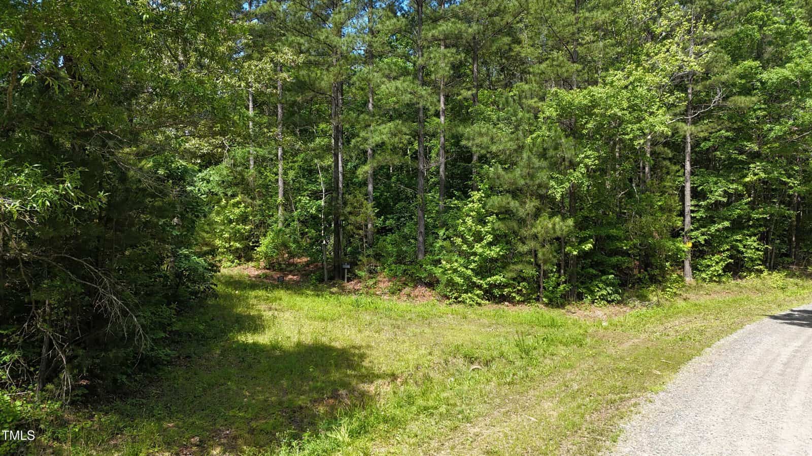 A gravel road curves beside a dense, green forest with tall pine trees and leafy undergrowth on a sunny day. Shadows from the trees fall on the grassy area near the road.