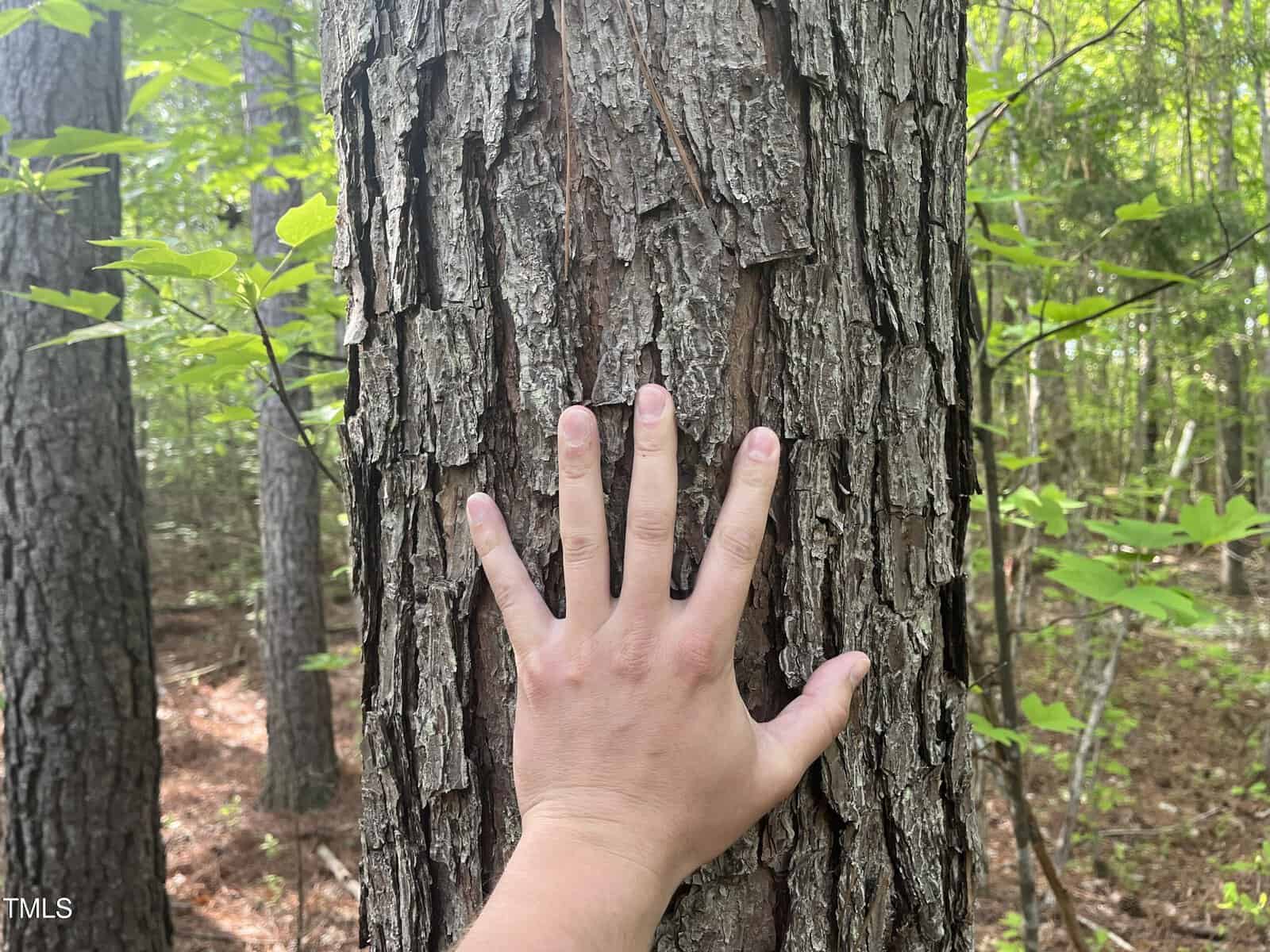 A person’s hand with fingers spread wide rests against the rough, textured bark of a tree in a sunlit forest with green leaves and trees in the background.