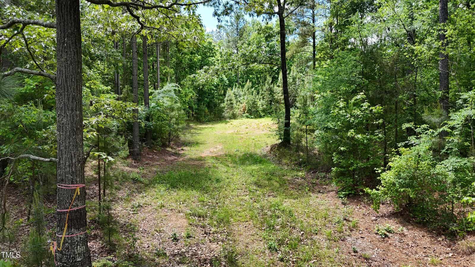 A dirt path leads through a green forest with tall trees and dense foliage on both sides under a bright sky. Some orange ribbon is tied around a tree trunk on the left.