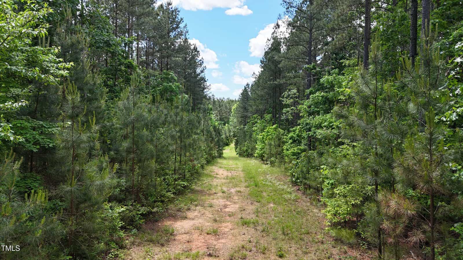 A wide dirt and grass path runs through a dense, green pine forest under a partly cloudy blue sky. Tall trees line both sides of the trail, creating a peaceful, natural scene.