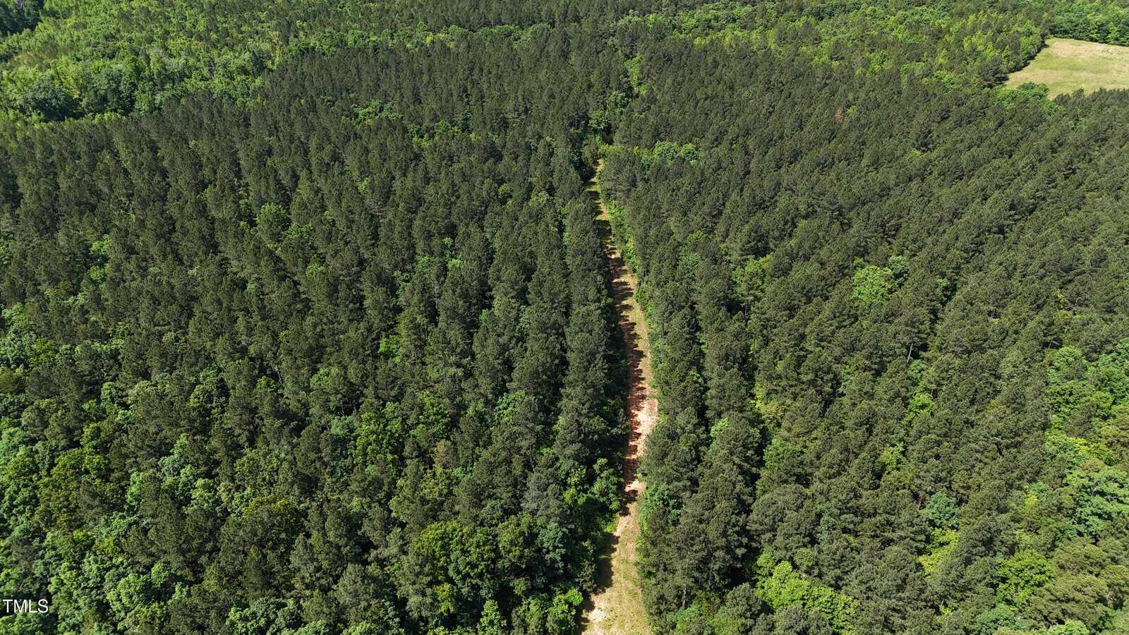 Aerial view of a dense forest with a narrow, straight dirt path cutting through the trees, dividing the greenery into two sections.