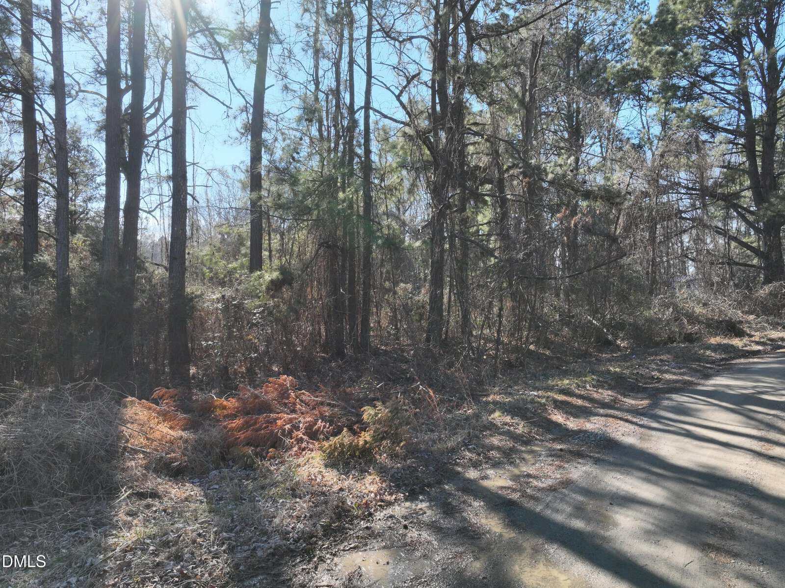 A quiet forest scene with tall trees, dry underbrush, and sunlight streaming through branches. A narrow dirt road runs along the right side of the image, with scattered shadows across the path.
