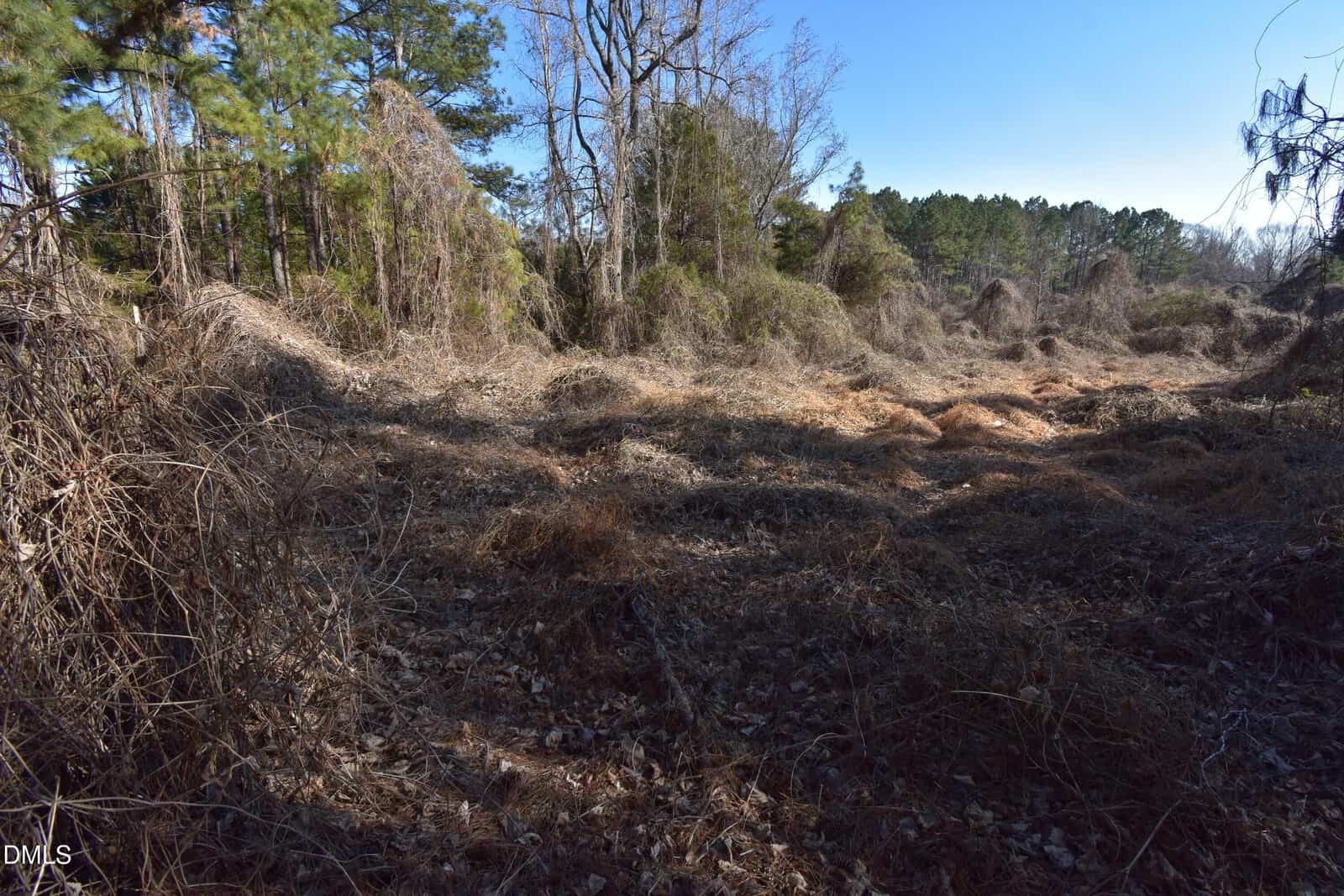 Cleared, uneven land covered with dry grass and vines, surrounded by dense trees and bushes under a clear blue sky. Shadows from trees fall across the scene.