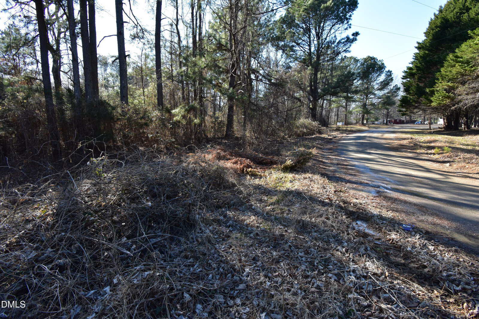 A rural road curves through a wooded area with tall trees and underbrush. Patches of dry grass and fallen leaves cover the ground, and sunlight filters through the trees, casting shadows across the scene.