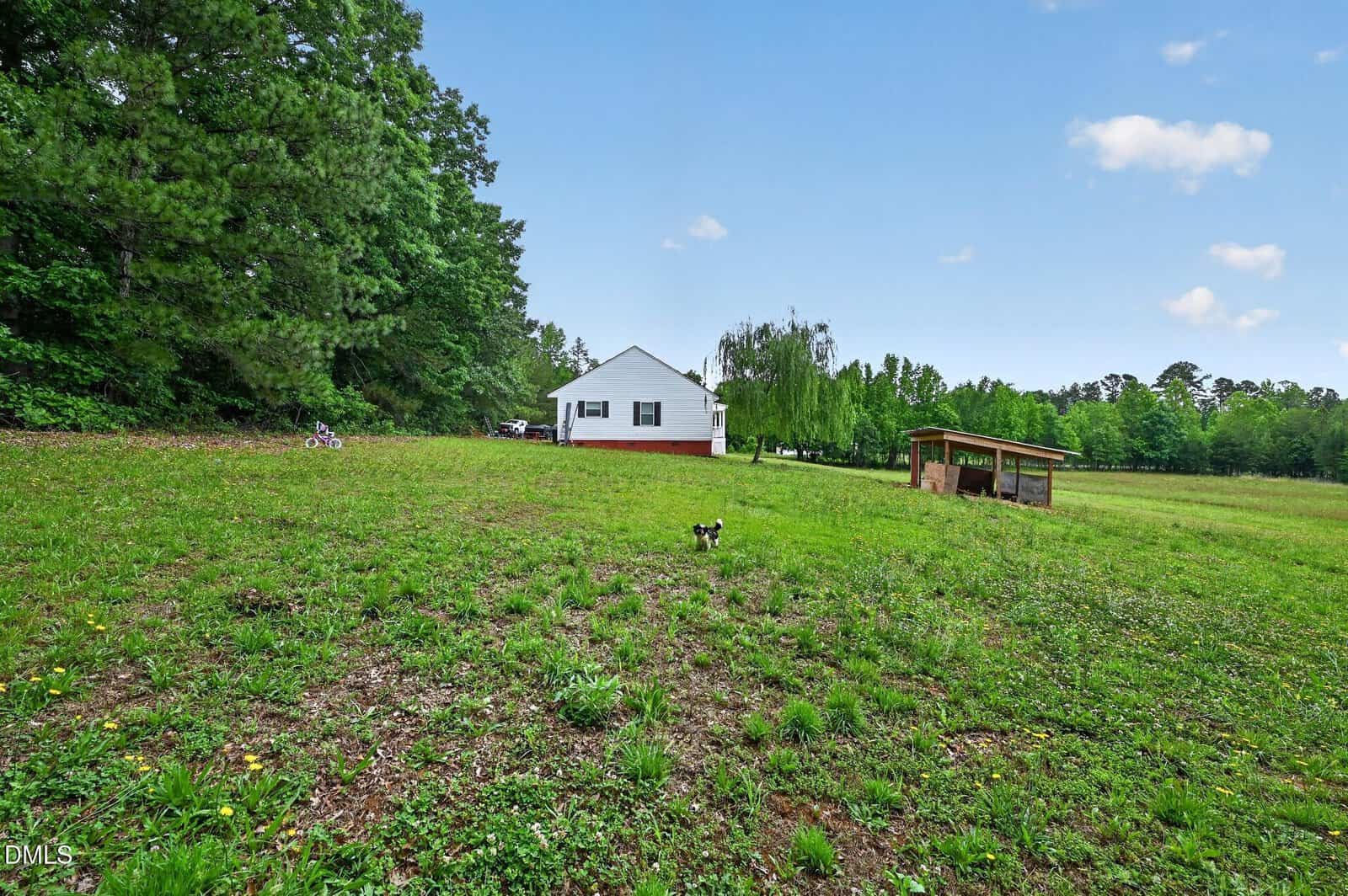 A small dog stands on a grassy lawn in front of a white house with red brick foundation. There is a wooden shelter to the right and trees surrounding the open yard under a blue sky with scattered clouds.