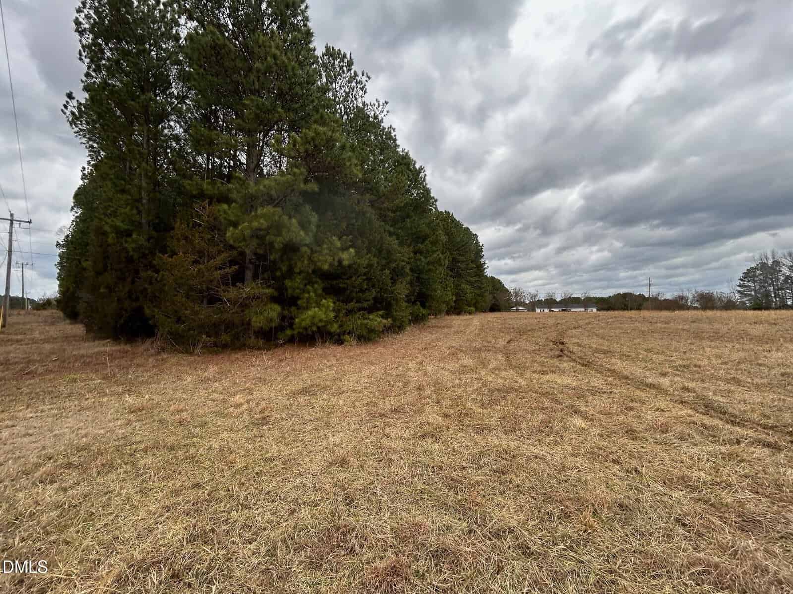 A field with dry grass borders a dense line of evergreen trees under an overcast sky. Power lines run along the left edge, and distant buildings are visible near the horizon on the right.
