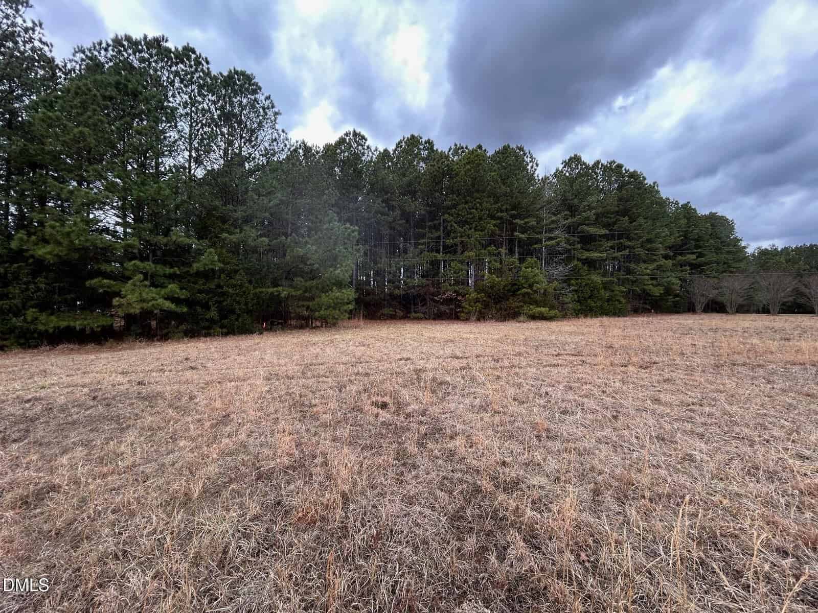An open field with dry grass in the foreground and dense pine trees in the background under a cloudy sky.