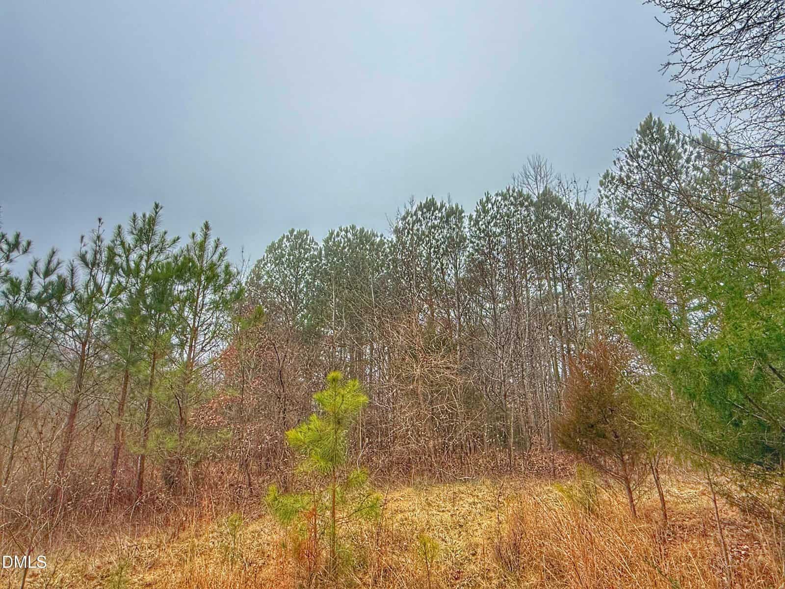 A slightly overcast sky above a grassy and brush-covered area with various young and mature pine trees in the background sets the scene at 1630 Ruin Creek Road, Henderson. The landscape appears natural and uncultivated.
