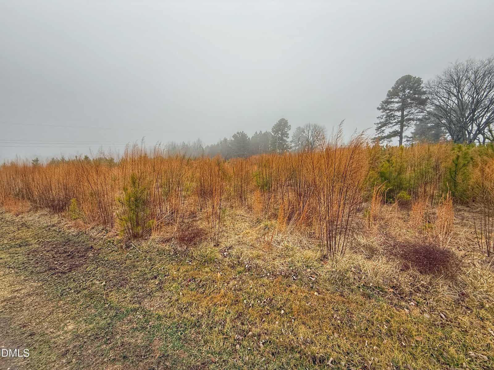 A grassy field with tall orange-brown weeds and sparse green shrubs, under a gray, overcast sky. Bare trees and evergreens are visible in the background. The atmosphere appears misty and damp.