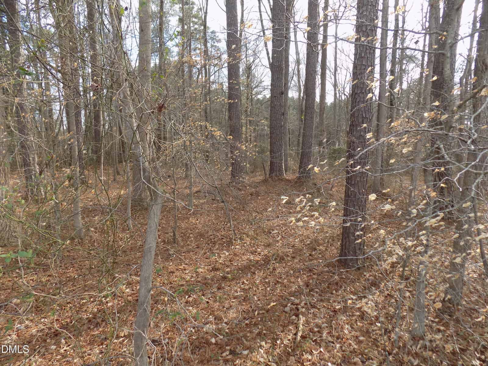 A forest scene with tall, leafless trees and brown dry leaves covering the ground. Sparse underbrush and thin branches are visible throughout, with sunlight filtering through the trees.