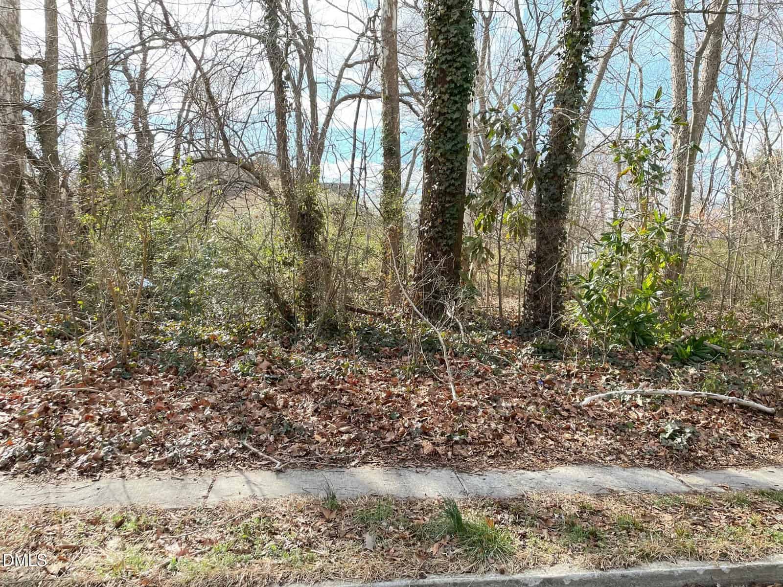 Leaf-covered ground next to a sidewalk, with several tall trees, some covered in ivy, and dense undergrowth. Sparse sunlight filters through the bare branches on a clear day.