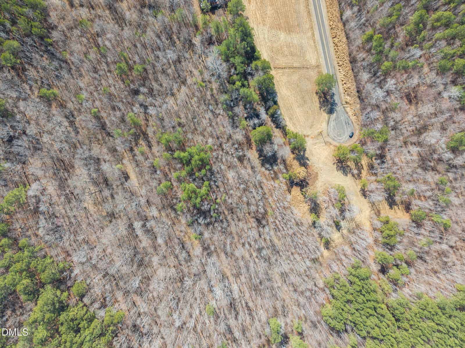 Aerial view of a forest with mostly leafless trees, a small paved road curving through the upper right, and a patch of open land with visible dry grass. Some green trees are scattered throughout the scene.