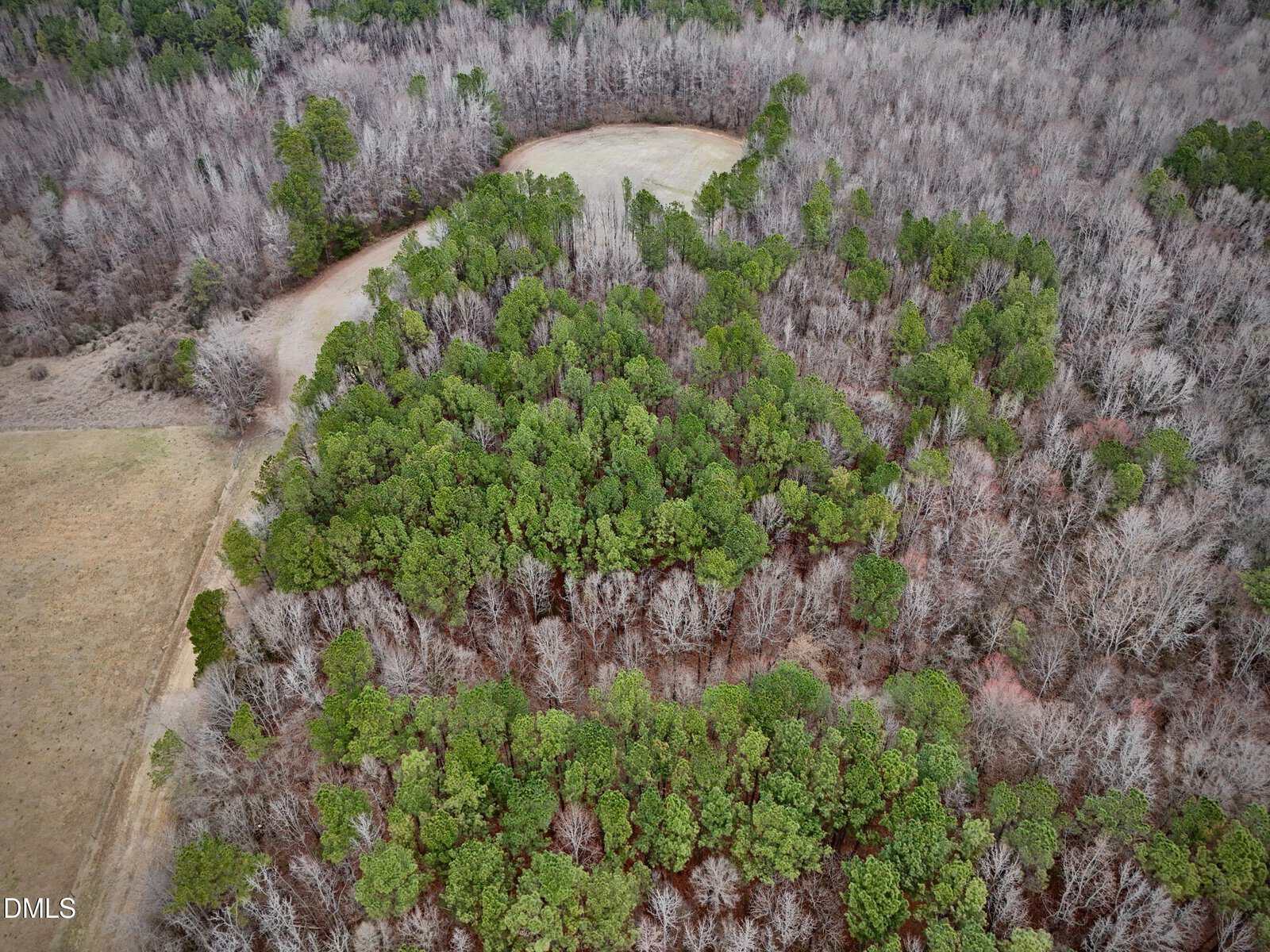 Aerial view of a forested area in winter, with green pine trees scattered among leafless deciduous trees and a light brown, grassy clearing in the background.