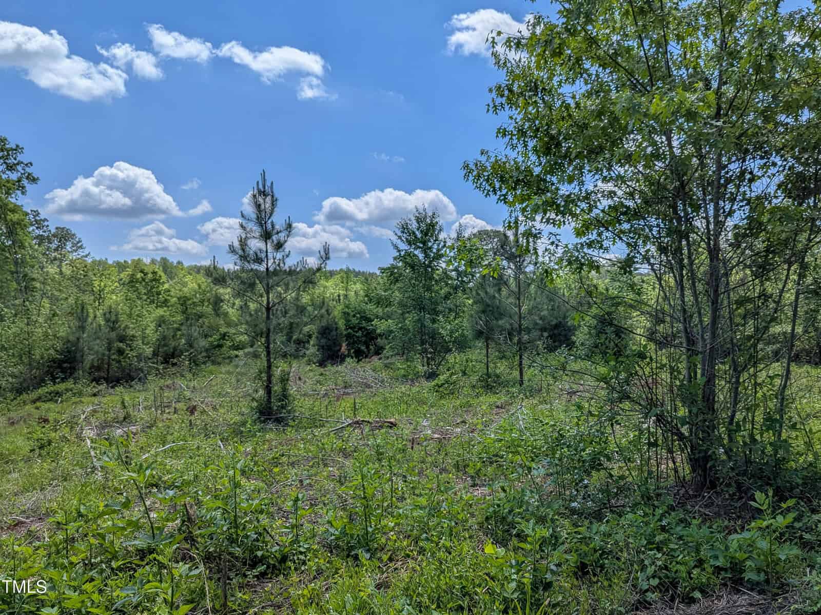 A grassy clearing with young trees and dense foliage under a blue sky with scattered clouds. Sunlight filters through the greenery, and the area—located at 0 Cypress Creek Drive, Louisburg—appears to be part of a serene forest or wooded landscape.