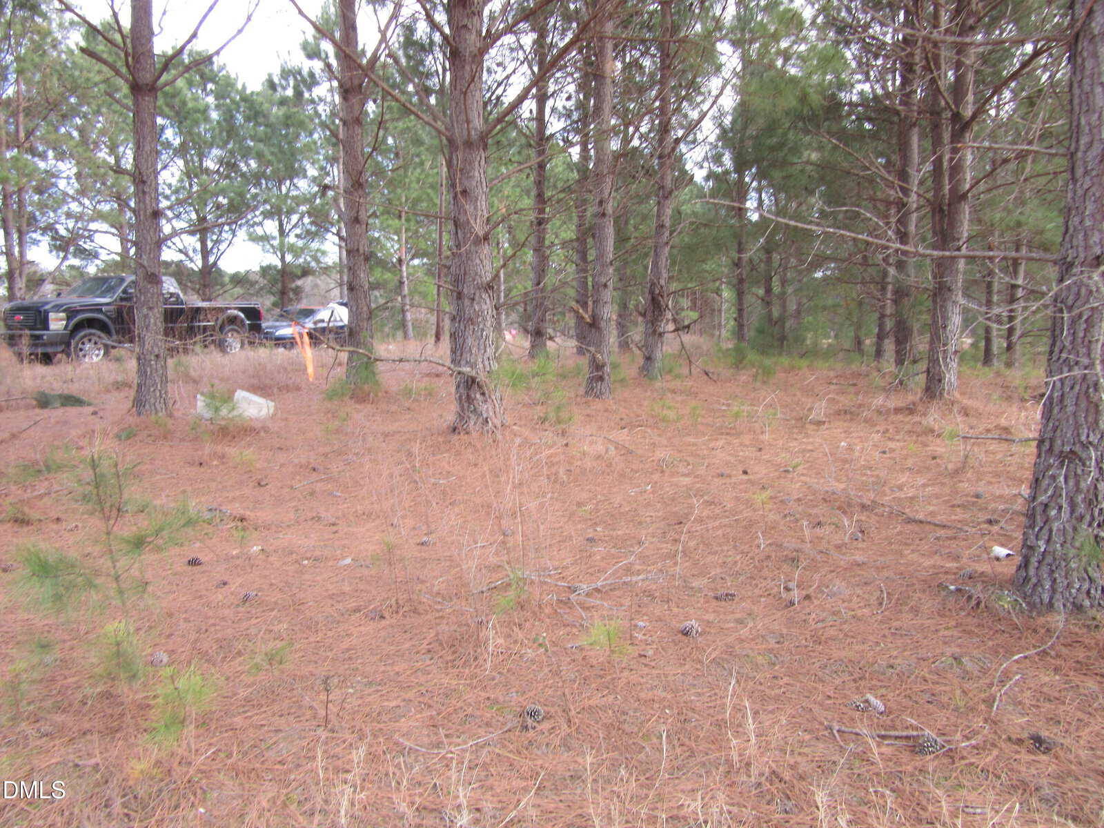 A wooded area with tall pine trees and dry pine needles covering the ground. Several vehicles are partially visible among the trees in the background. Small green shrubs are scattered on the forest floor.