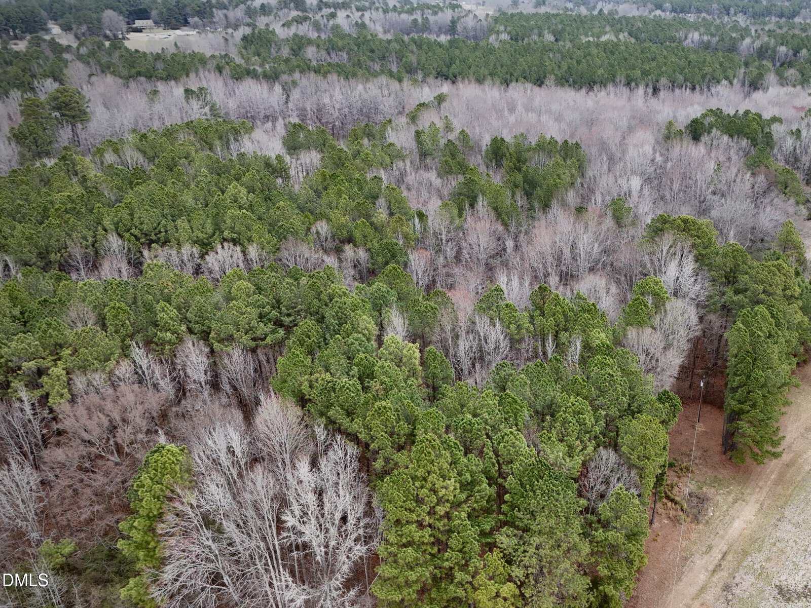 Aerial view of a forest with a mix of evergreen and leafless deciduous trees, showing dense green foliage and bare branches, with a dirt path visible on the right side.